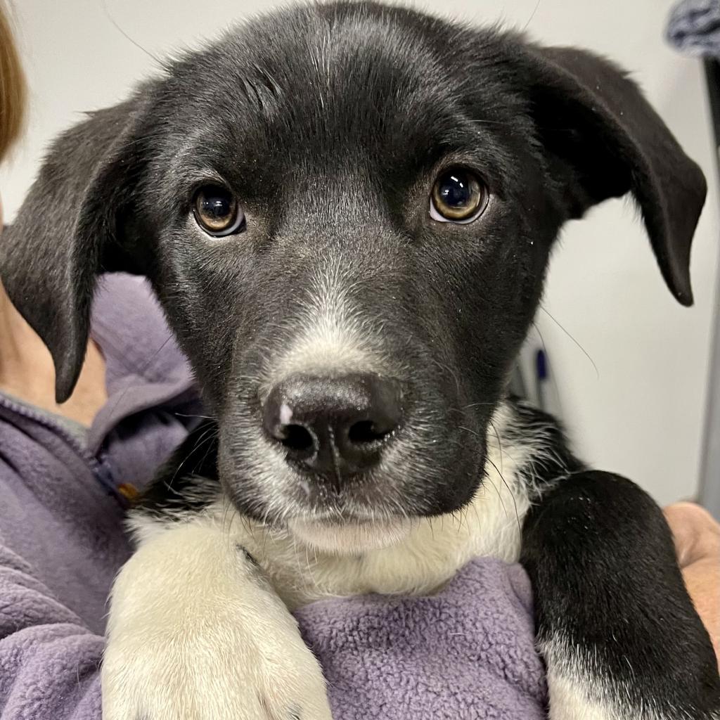 Emmett, Adoptable, Adult Male Mixed Breed.