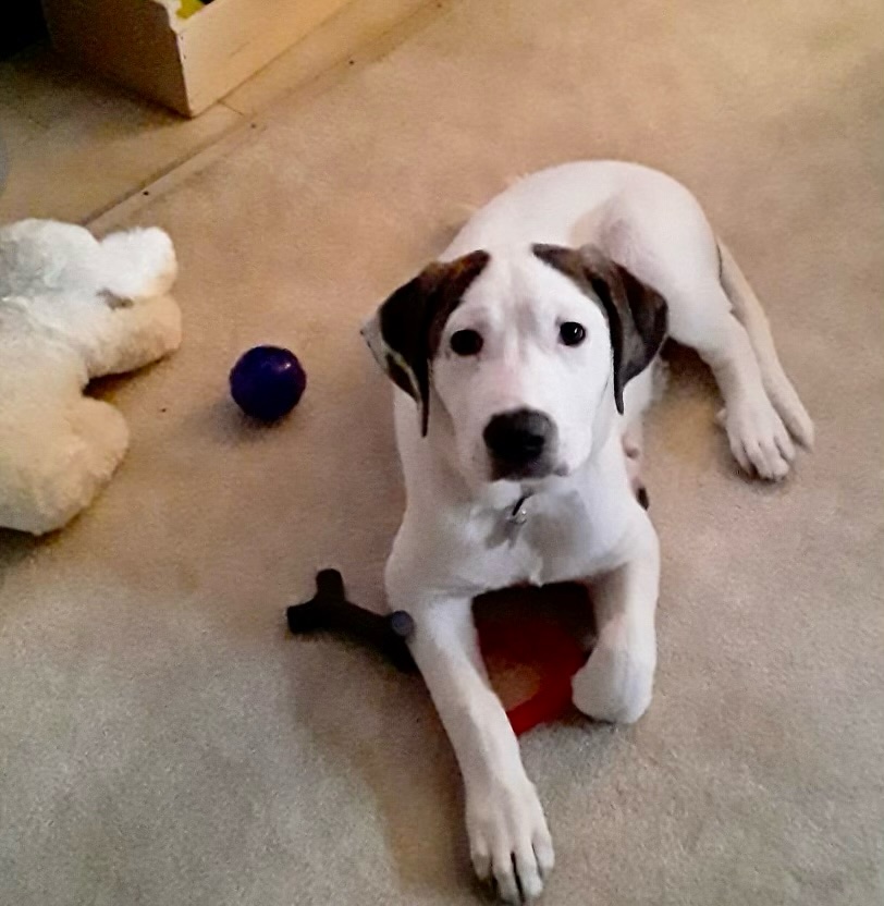 Enlarge Vinny/Stabler, a Adoptable mixed breed in Huntley, IL image 1/2