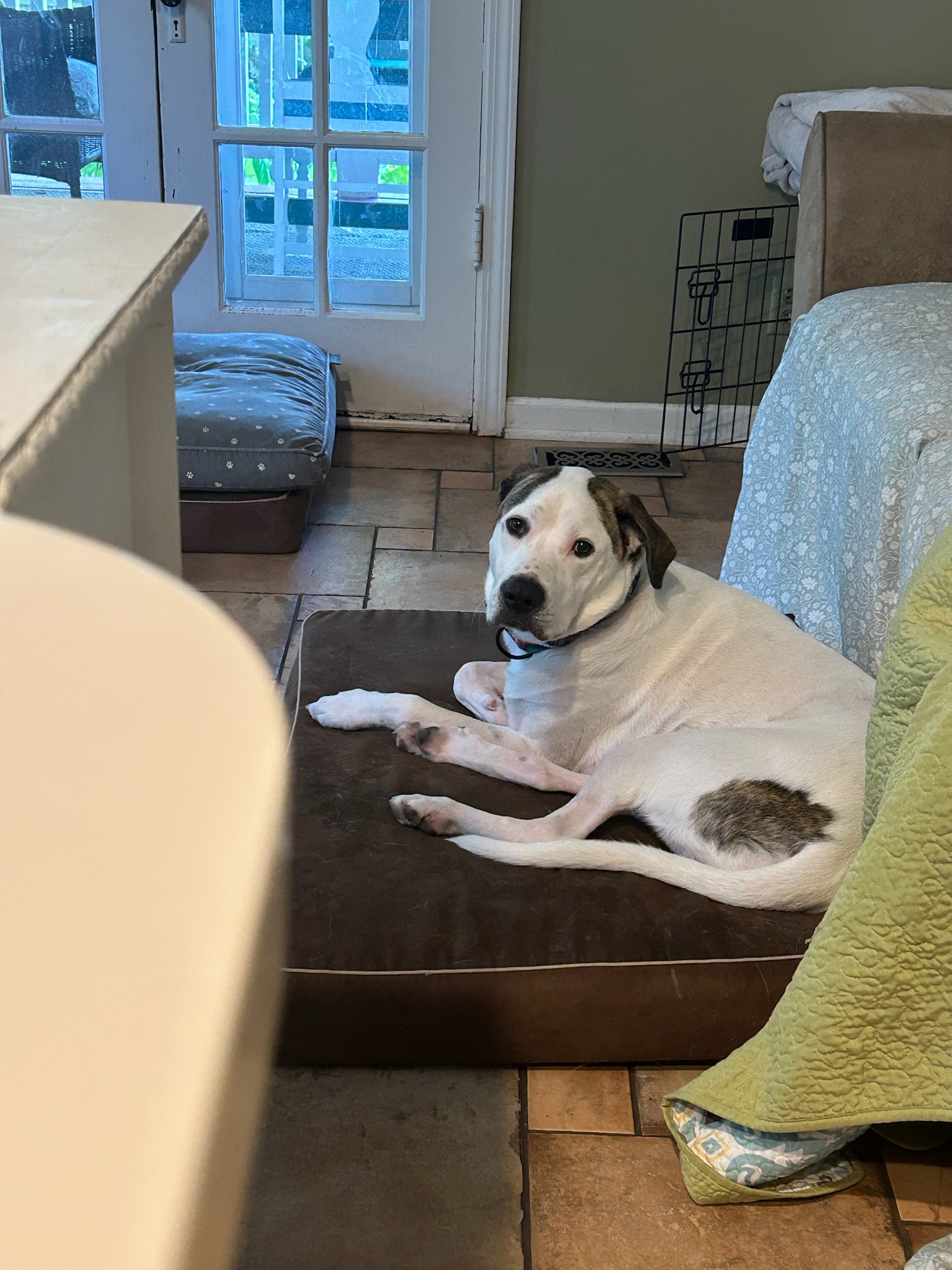 Enlarge Vinny/Stabler, a Adoptable mixed breed in Huntley, IL image 2/2