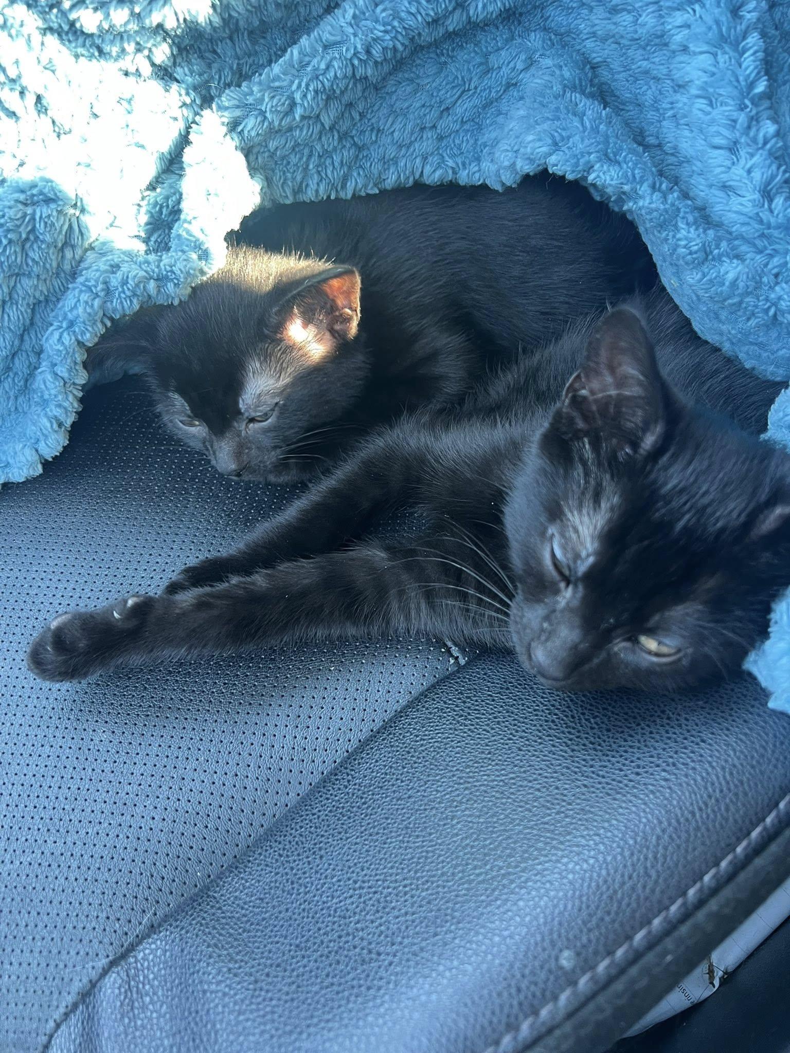 Broccoli, ADOPTABLE, Kitten Female Domestic Short Hair.