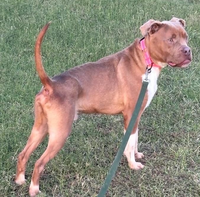 Barack, a Adoptable mixed breed in San Tan Valley, AZ image 1/2