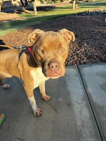 Barack, Adoptable, Adult Male Pit Bull Terrier.