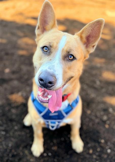 TOM JONES, Adoptable, Young Male German Shepherd Dog & Mixed Breed.