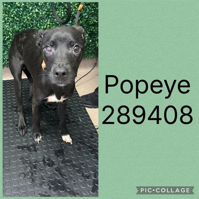 POPEYE, Adoptable, Puppy Male Mixed Breed.