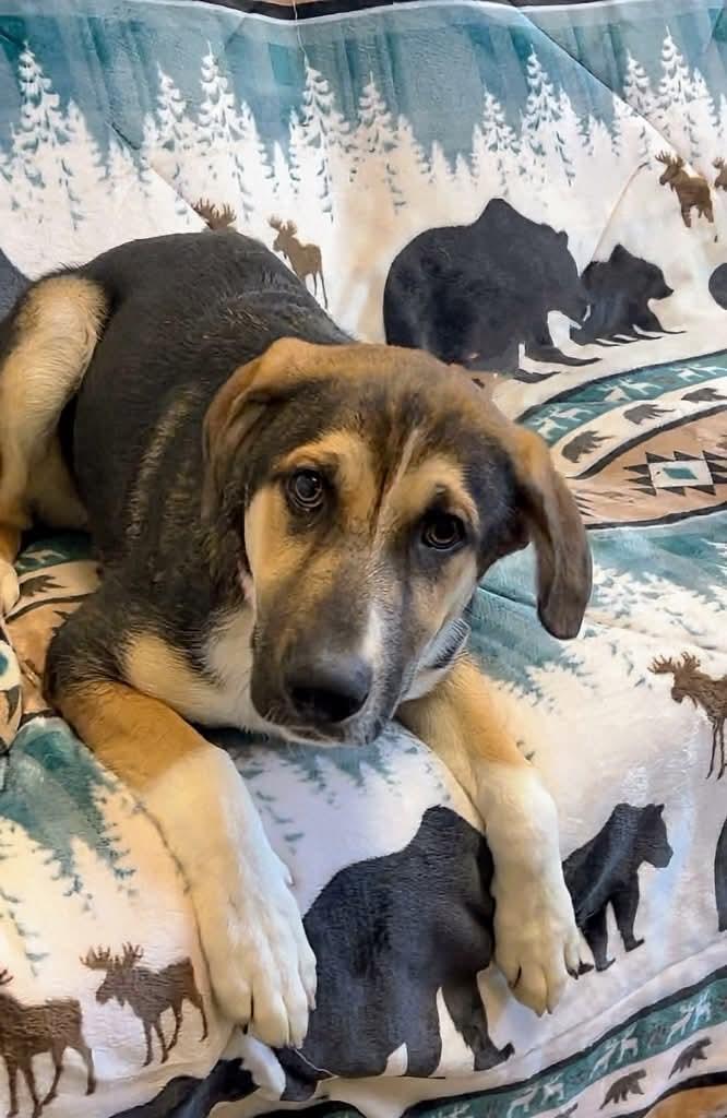Enlarge King, a ADOPTABLE mixed breed in Manhasset, NY image 2/5