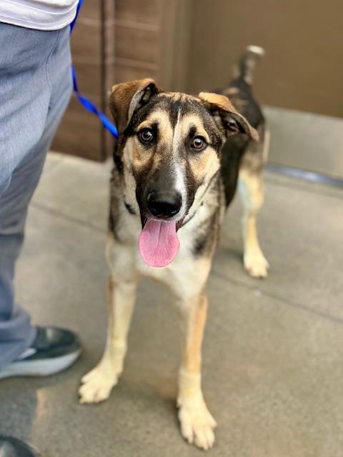Enlarge King, a ADOPTABLE mixed breed in Manhasset, NY image 1/5