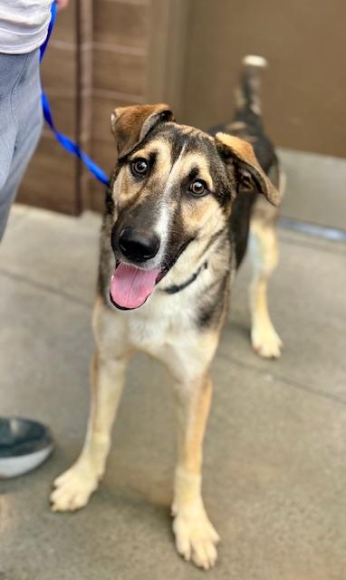 Enlarge King, a ADOPTABLE mixed breed in Manhasset, NY image 4/5