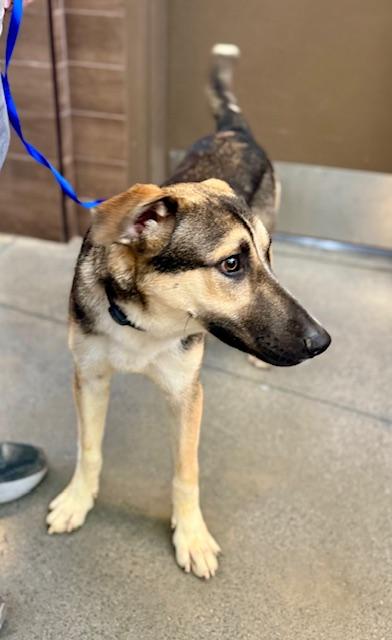 Enlarge King, a ADOPTABLE mixed breed in Manhasset, NY image 3/5