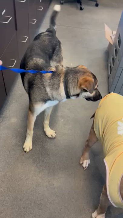 Enlarge King, a ADOPTABLE mixed breed in Manhasset, NY video 5/5