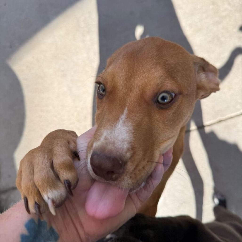 Summit, Adoptable, Young Male Mixed Breed.