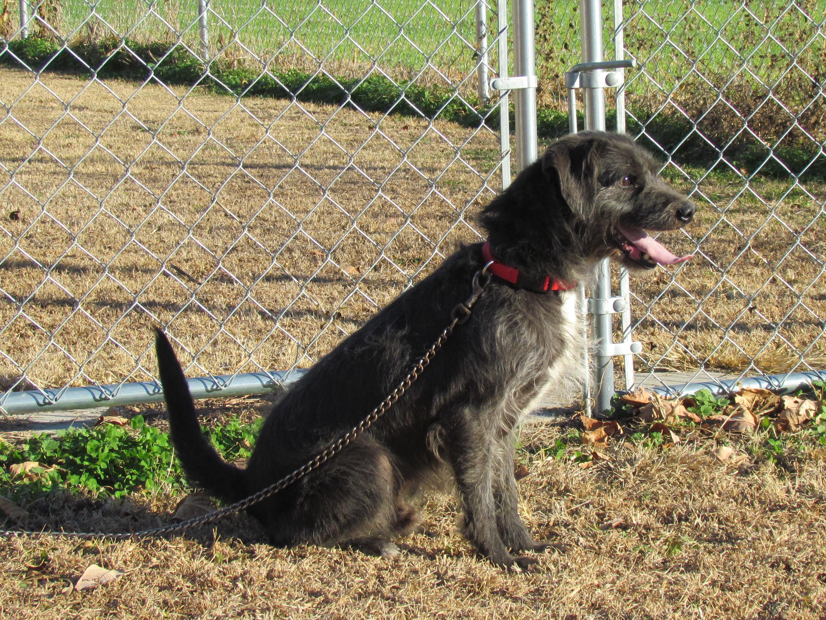 Enlarge GRIFFIN, a Adoptable mixed breed in Newburgh, NY image 6/6