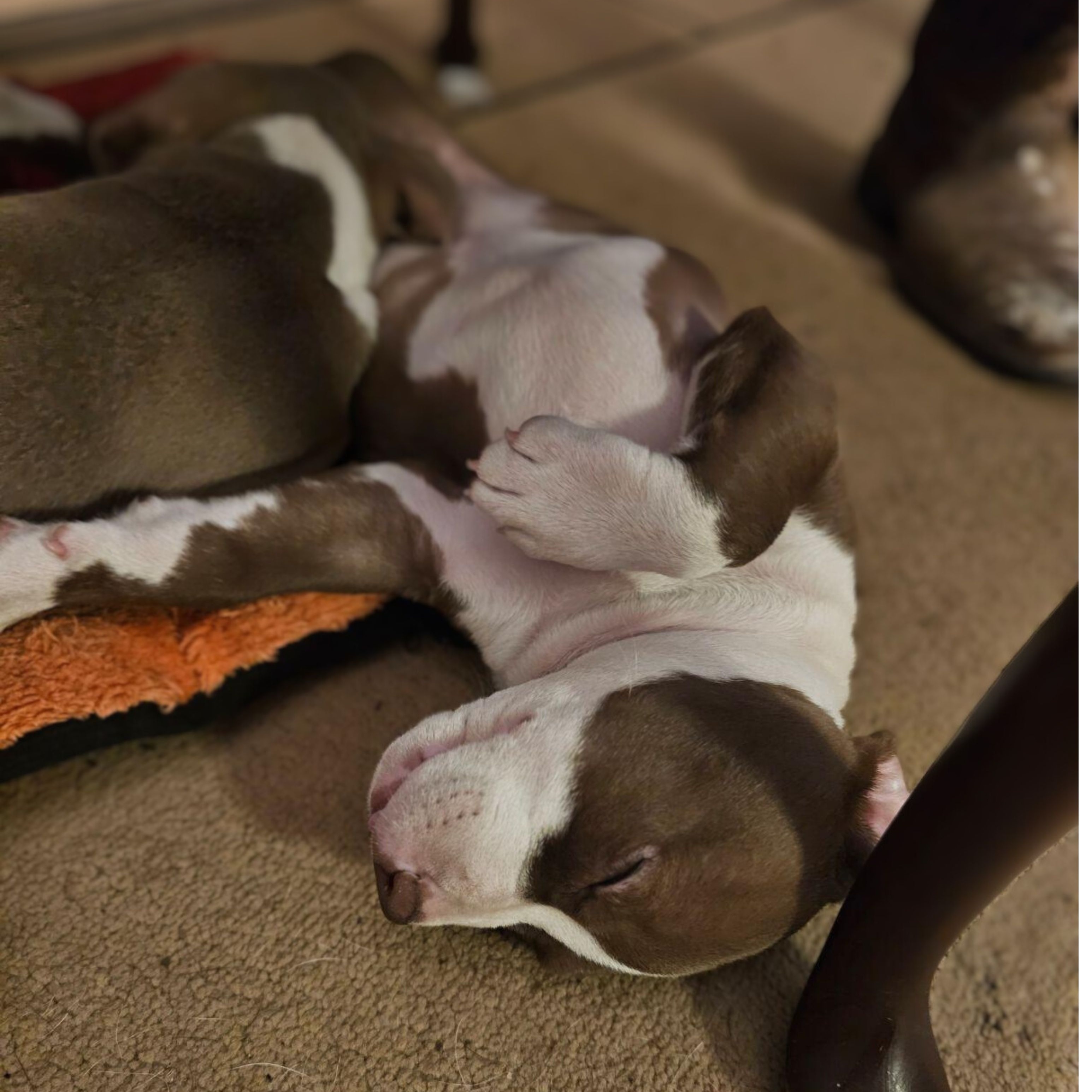 Dog for adoption Abe Lincoln, a Pit Bull Terrier Mix in Burlington