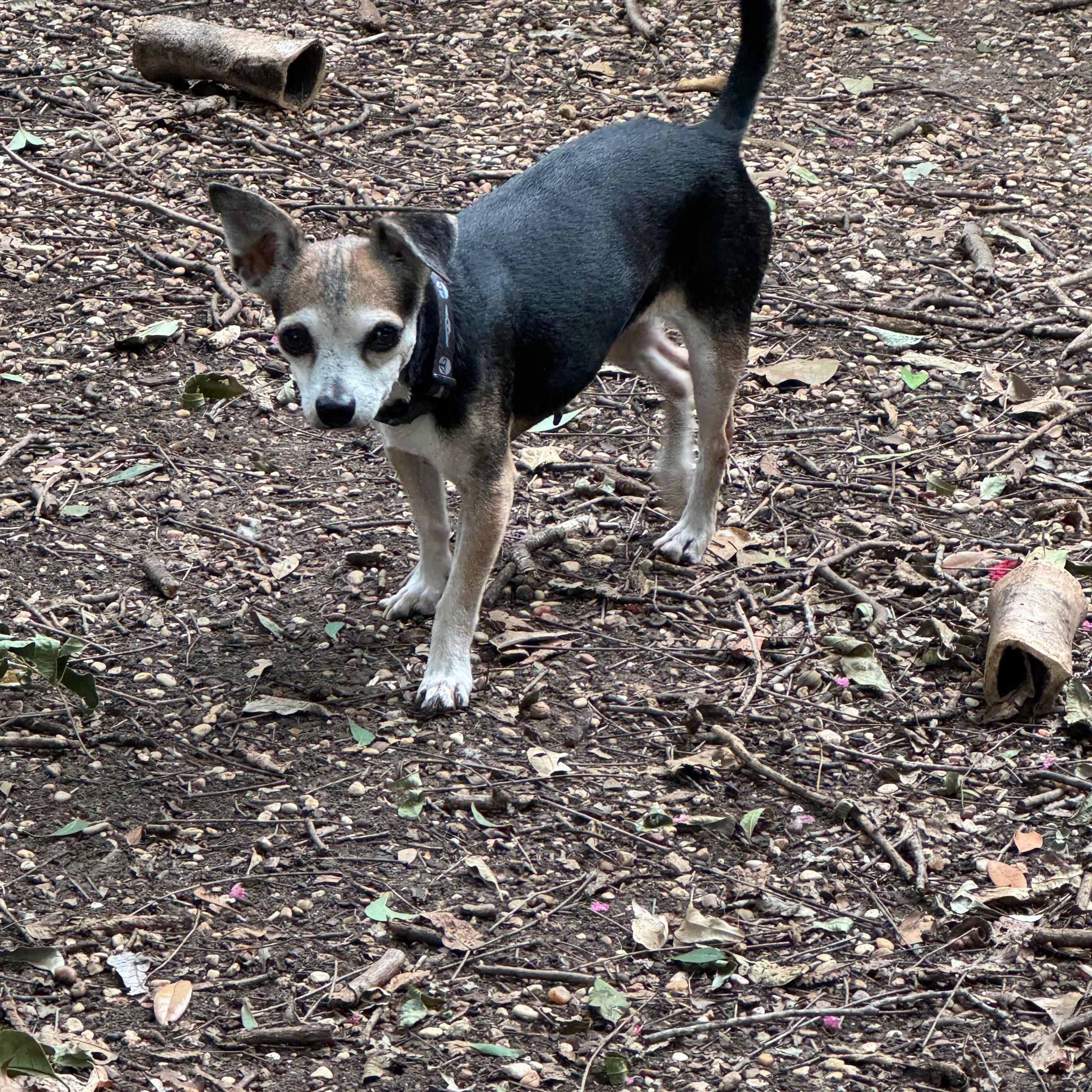 Enlarge Keke, a Adoptable mixed breed in Austin, TX image 6/6