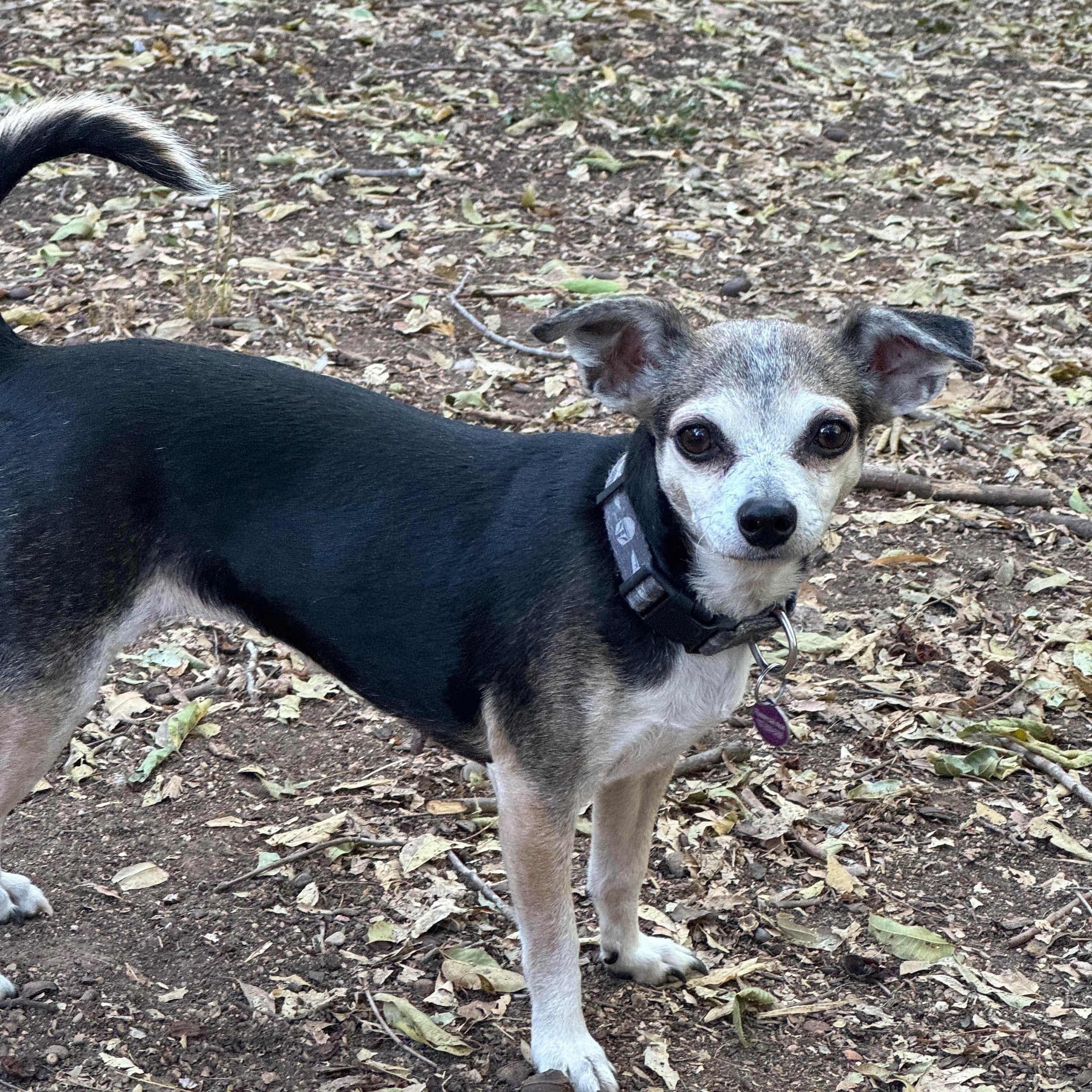 Enlarge Keke, a Adoptable mixed breed in Austin, TX image 4/6