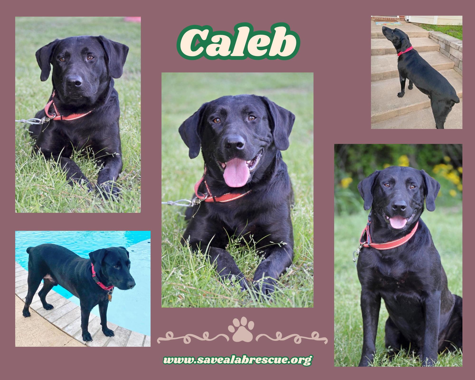 Caleb, ADOPTABLE, Young Male Labrador Retriever & Black Labrador Retriever.