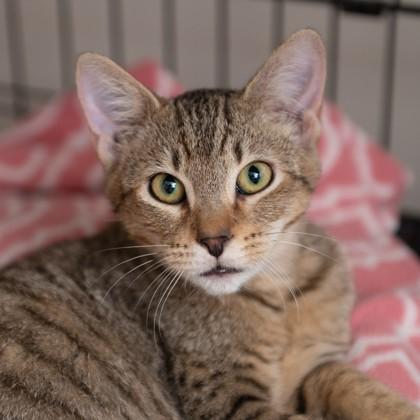 Gilson, Adoptable, Young Male Domestic Short Hair & Domestic Short Hair.