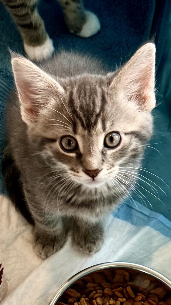 Theo, Adoptable, Kitten Male Domestic Short Hair & Tabby.