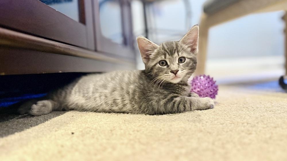 Enlarge Theo, a Adoptable mixed breed in Henrico, VA image 3/6