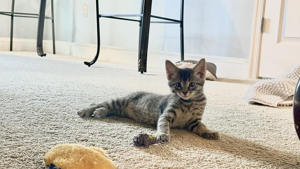 Enlarge Theo, a Adoptable mixed breed in Henrico, VA image 4/6