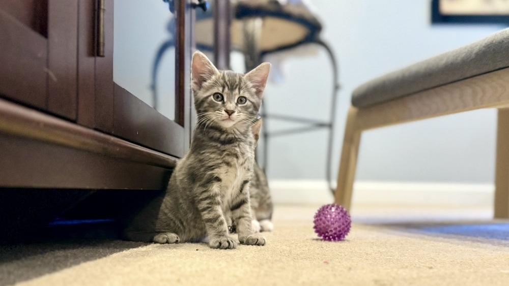 Enlarge Theo, a Adoptable mixed breed in Henrico, VA image 5/6