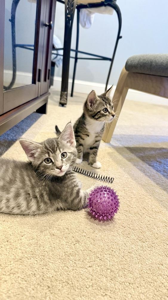 Enlarge Theo, a Adoptable mixed breed in Henrico, VA image 6/6