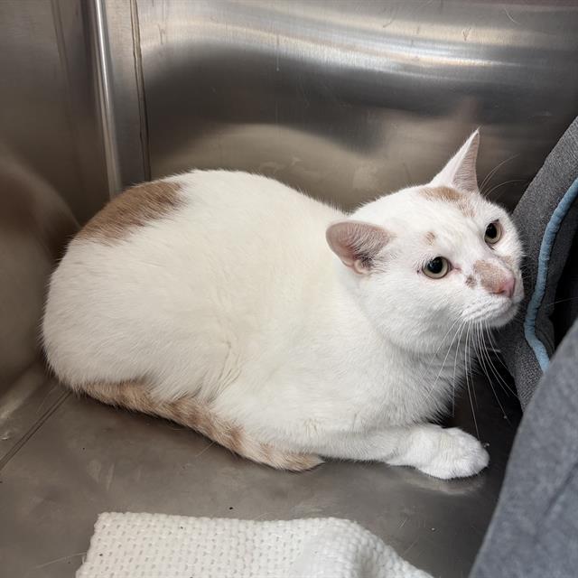 PEPE, Adoptable, Adult Male Domestic Short Hair.
