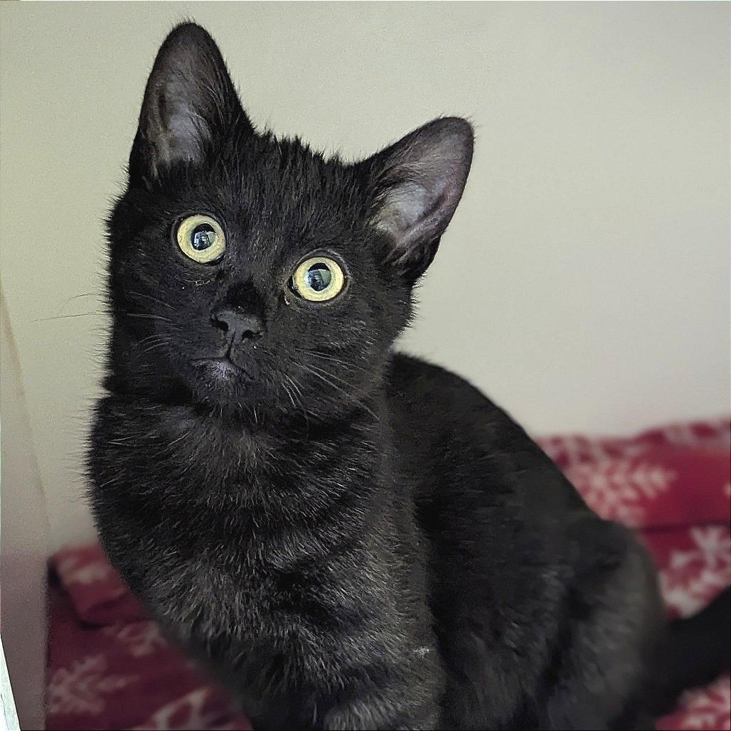 Rosemary, ADOPTABLE, Kitten Female Domestic Short Hair.