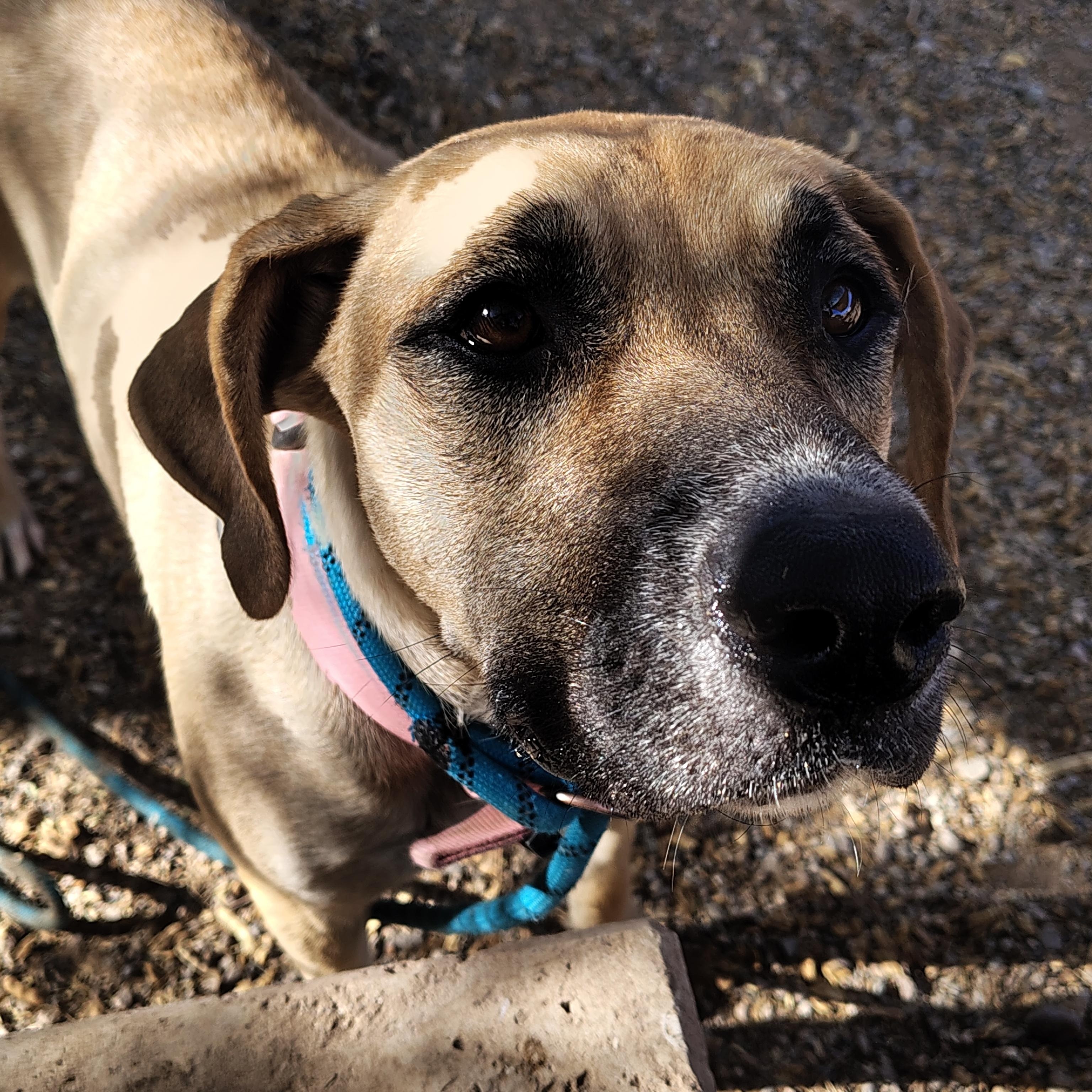 Enlarge Nala, a Adoptable mixed breed in Parker, AZ image 2/3