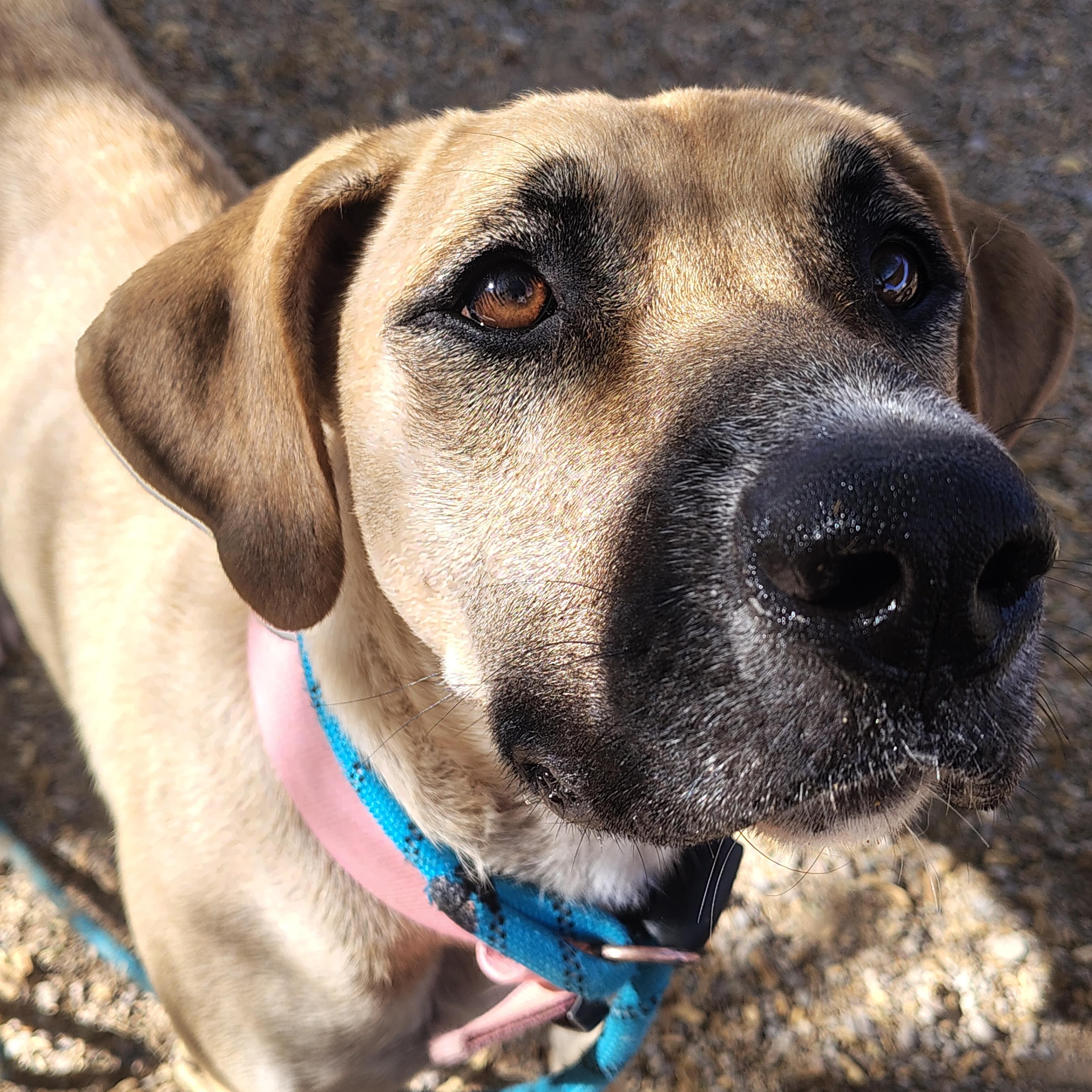 Nala, Adoptable, Adult Female Black Mouth Cur.