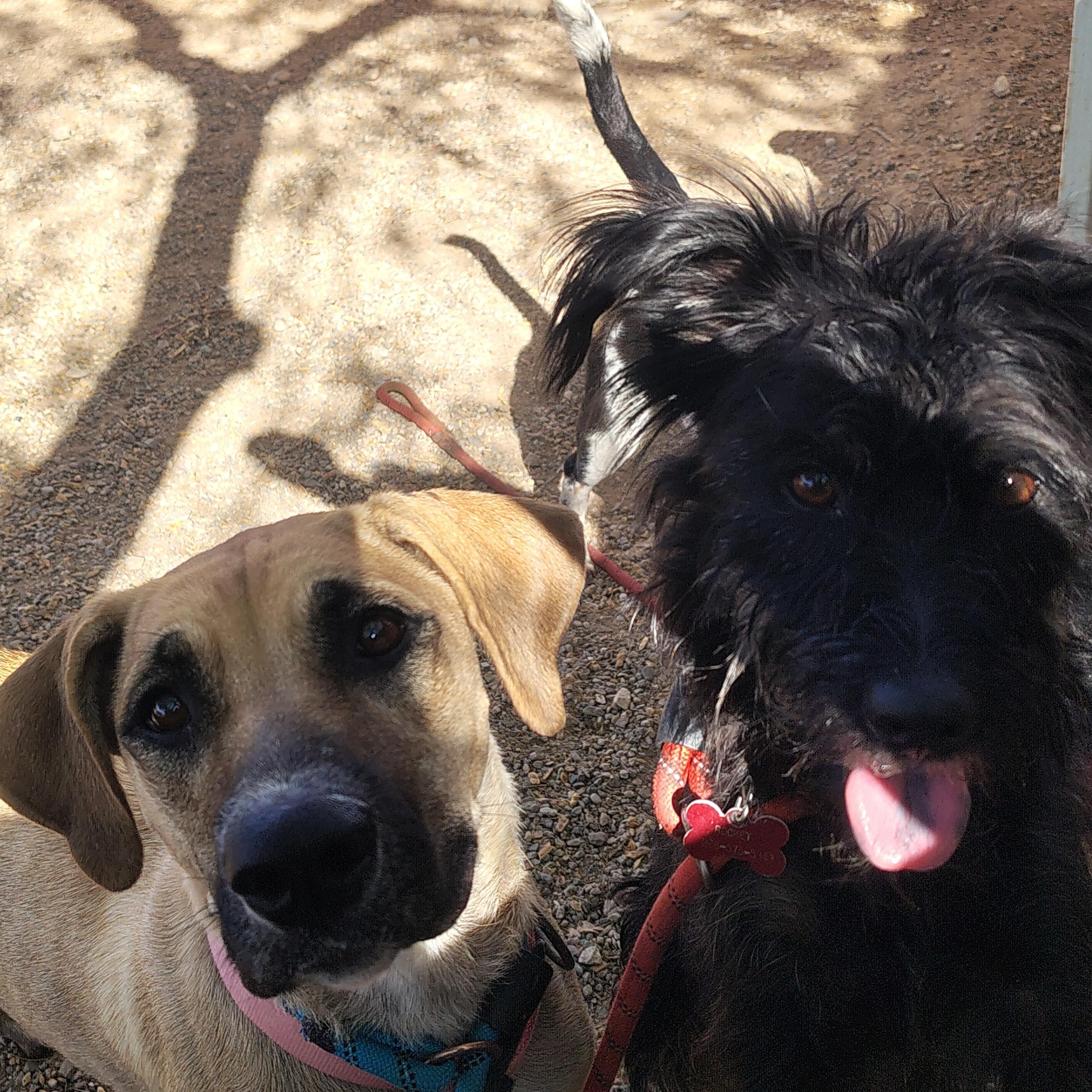 Enlarge Nala, a Adoptable mixed breed in Parker, AZ image 3/3