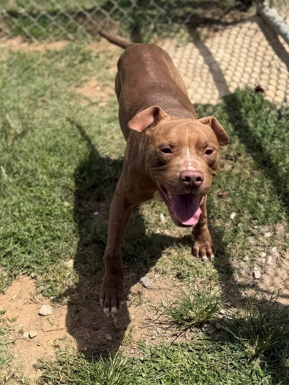 Pete, adopted, Adult Male Mixed Breed.