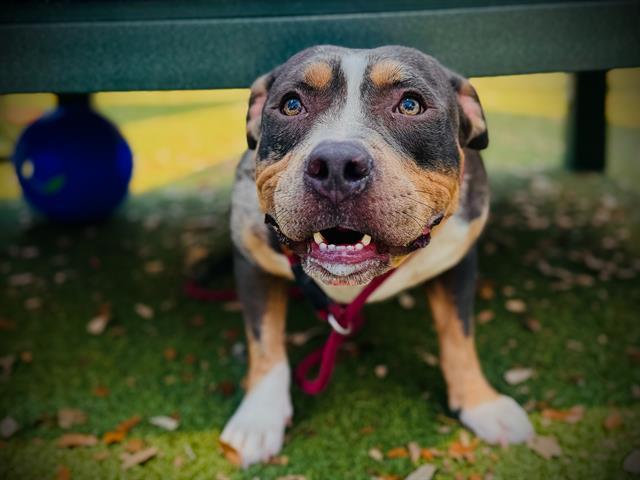 MARSHALL, Adoptable, Adult Male Pit Bull Terrier.