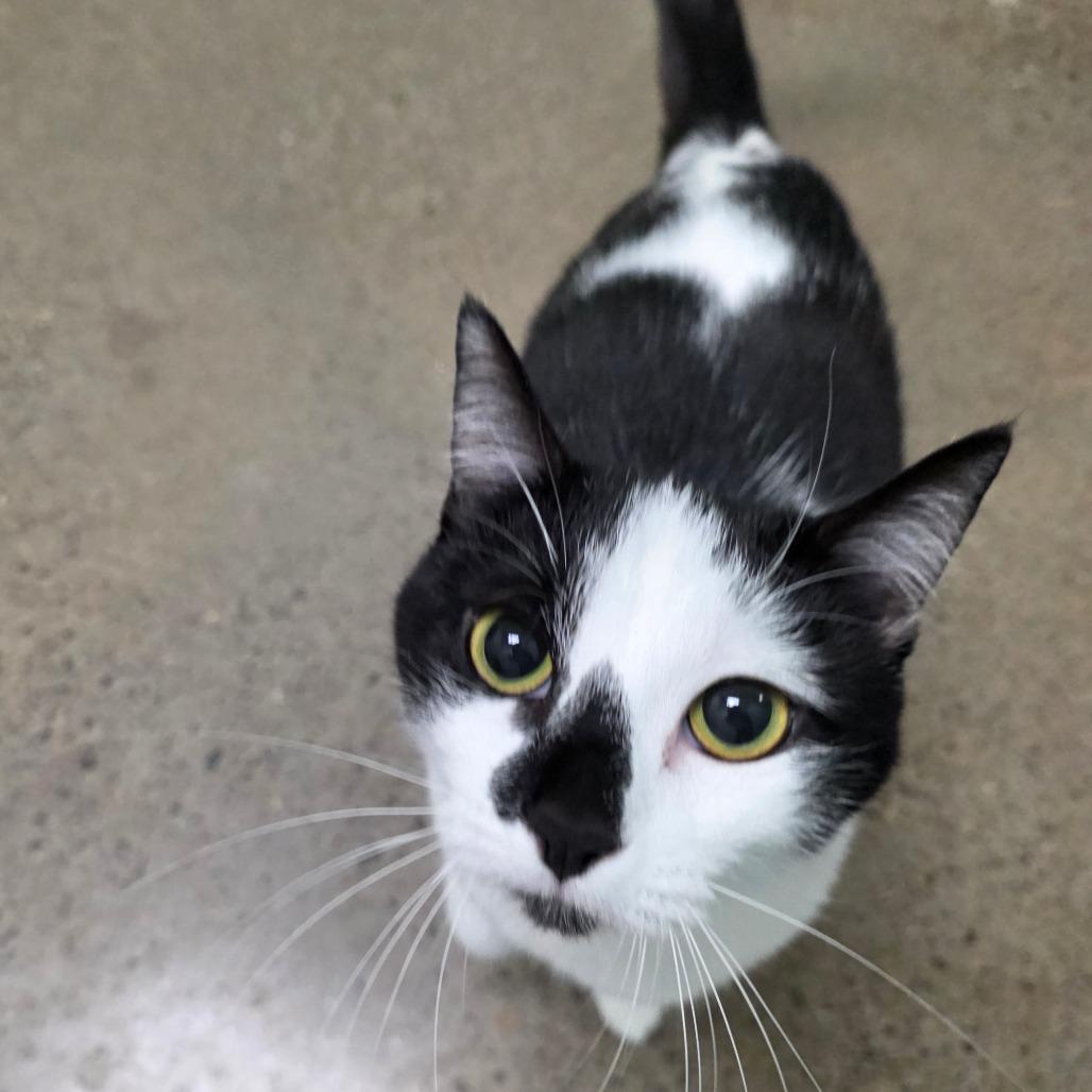 MeeMoo, Adoptable, Adult Female Domestic Short Hair.
