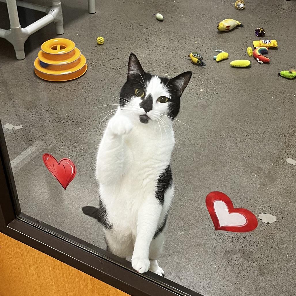 MeeMoo, a Adoptable Domestic Short Hair in Keizer, OR image 3/3