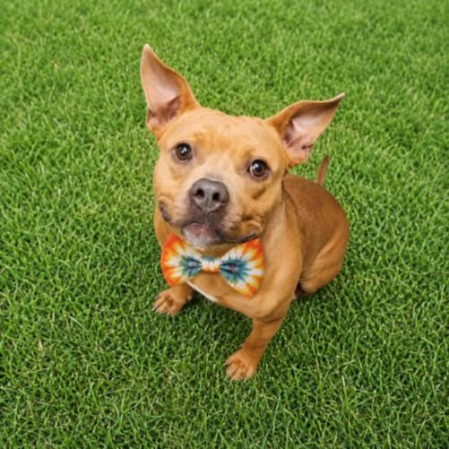 ZIGGY, Adoptable, Young Male American Staffordshire Terrier.