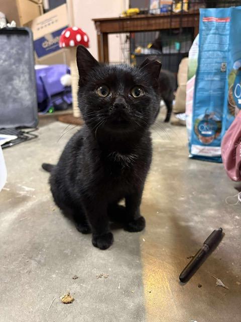 Enlarge Eggnog, an adopted Domestic Short Hair in Brighton, IL image 1/1