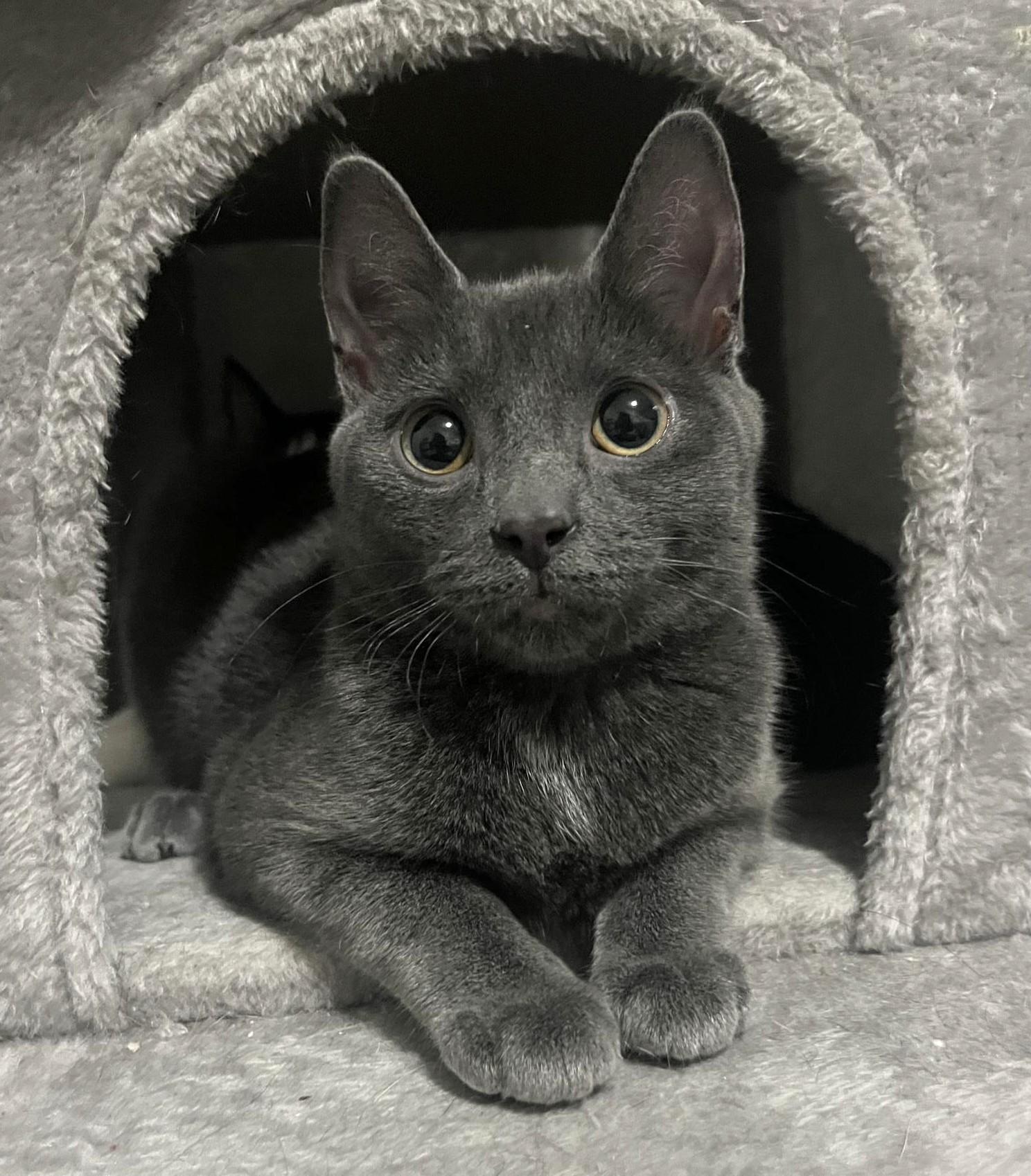 Edamame, ADOPTABLE, Young Female Russian Blue.