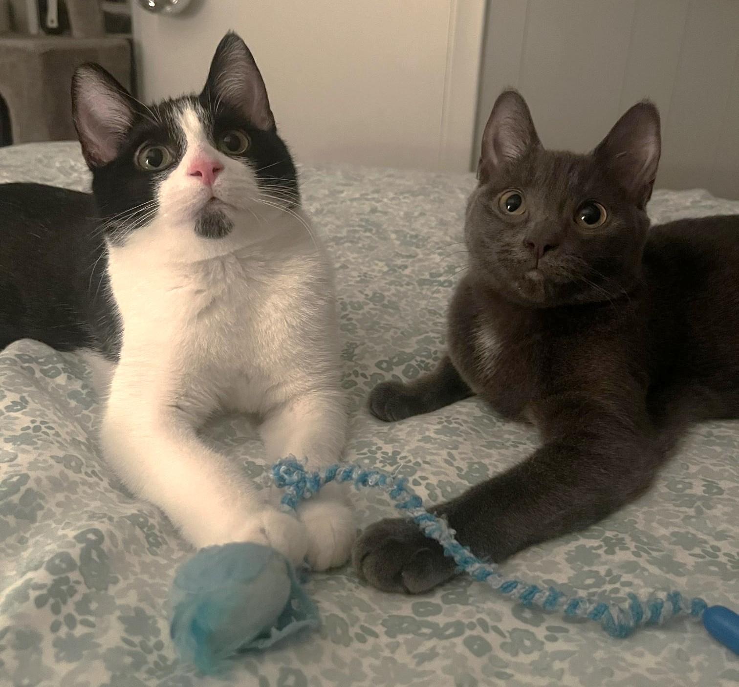 Enlarge Edamame, a ADOPTABLE Russian Blue in Stoney Creek, ON image 2/3