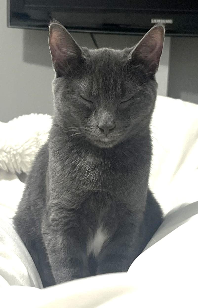 Enlarge Edamame, a ADOPTABLE Russian Blue in Stoney Creek, ON image 3/3