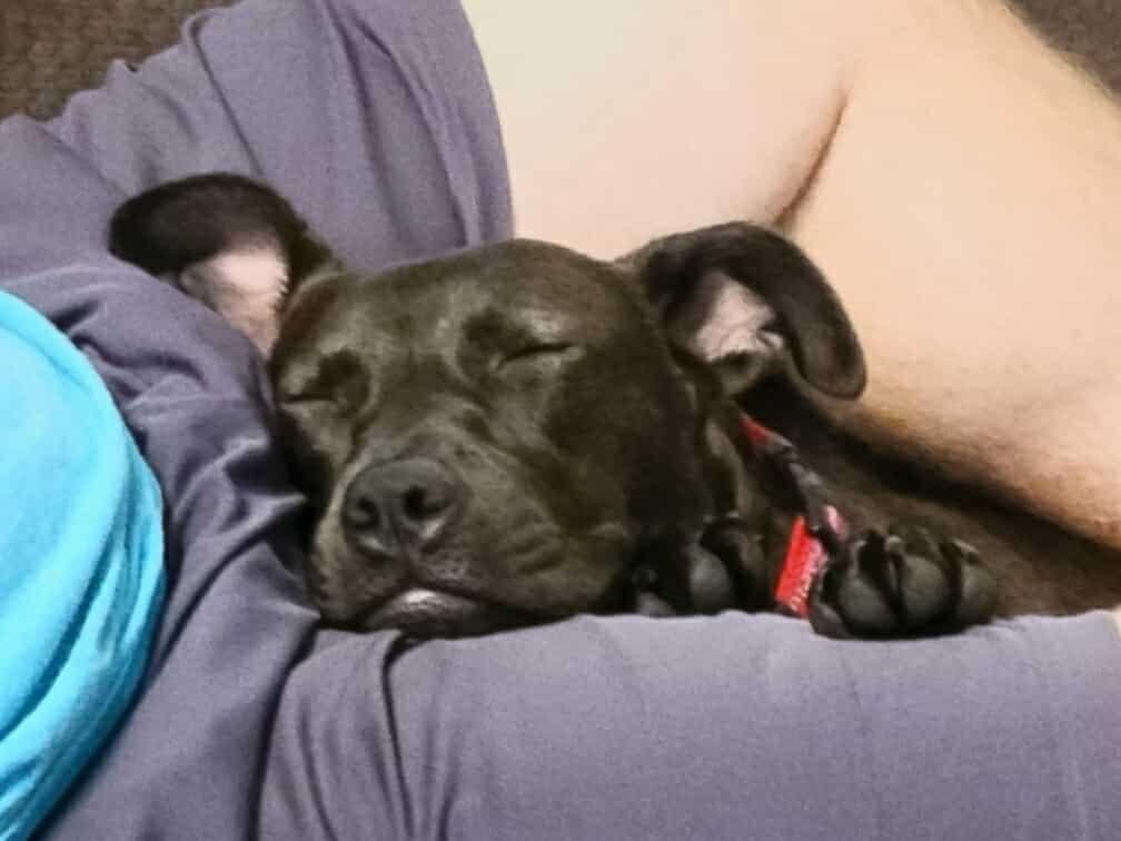 Marlowe (Denise & Marlowe), Adoptable, Young Female Labrador Retriever.