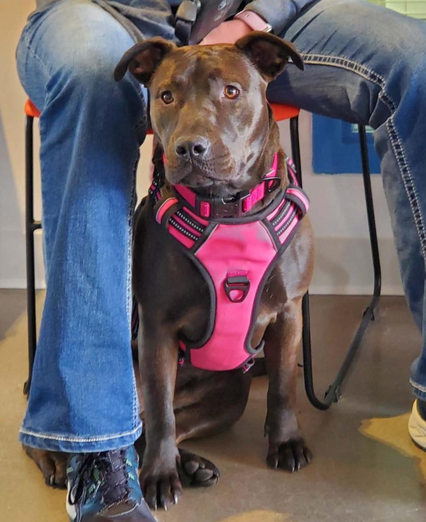 Enlarge Marlowe (Denise & Marlowe), a Adoptable mixed breed in Hartsville, SC image 1/6