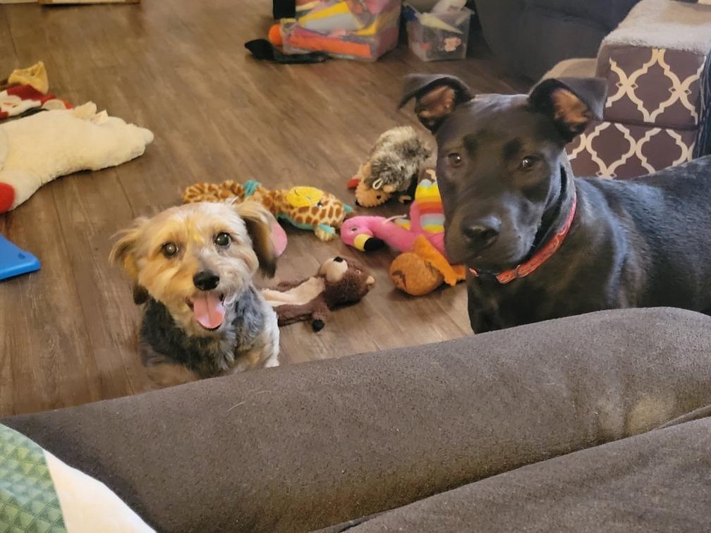 Enlarge Marlowe (Denise & Marlowe), a Adoptable mixed breed in Hartsville, SC image 2/6