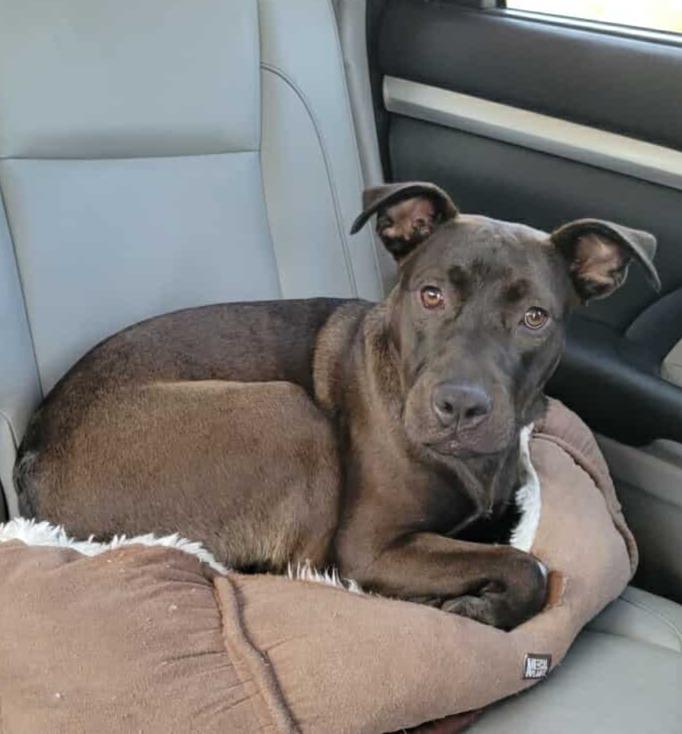 Enlarge Marlowe (Denise & Marlowe), a Adoptable mixed breed in Hartsville, SC image 6/6