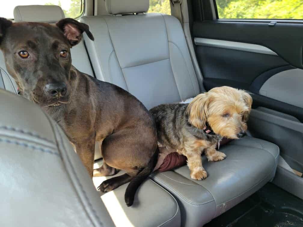 Marlowe (Denise & Marlowe), a Adoptable mixed breed in Hartsville, SC image 5/6