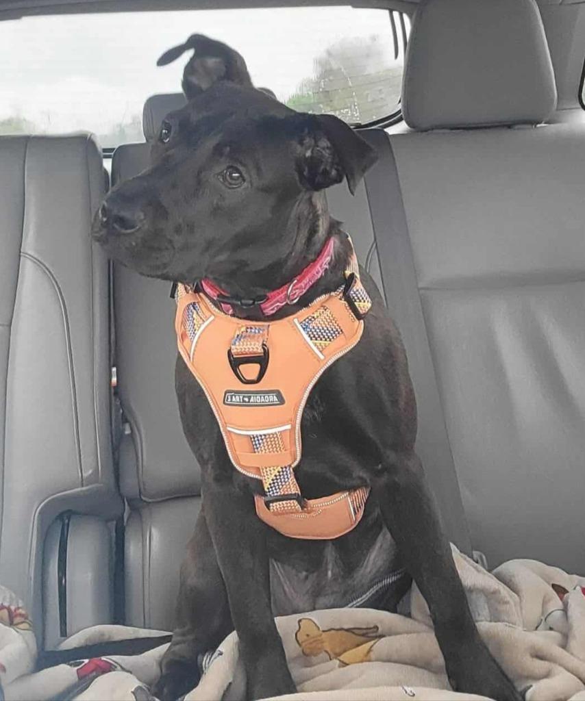 Marlowe (Denise & Marlowe), a Adoptable mixed breed in Hartsville, SC image 6/6