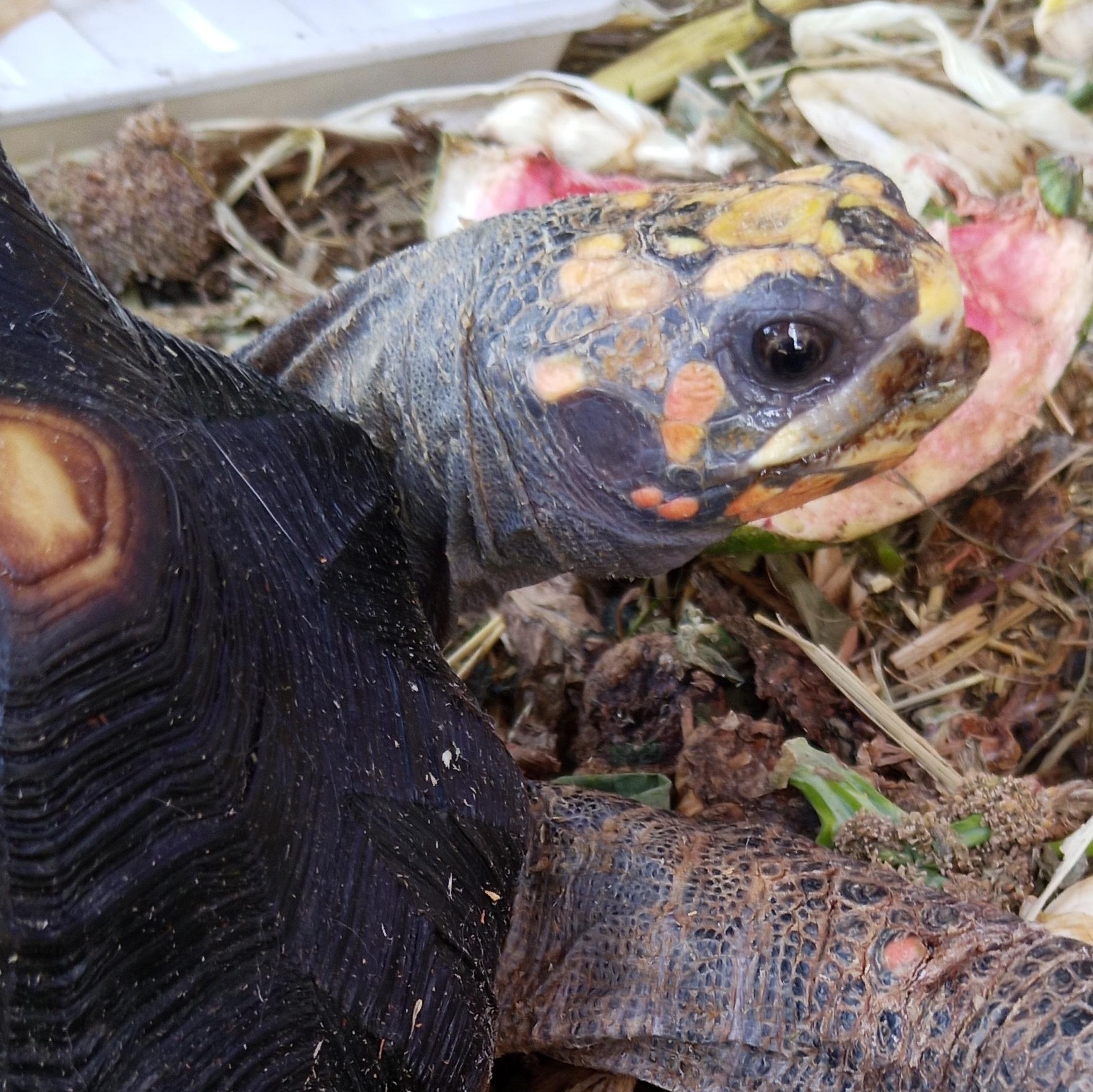 Althea, adoptable, Adult Female Red Foot.