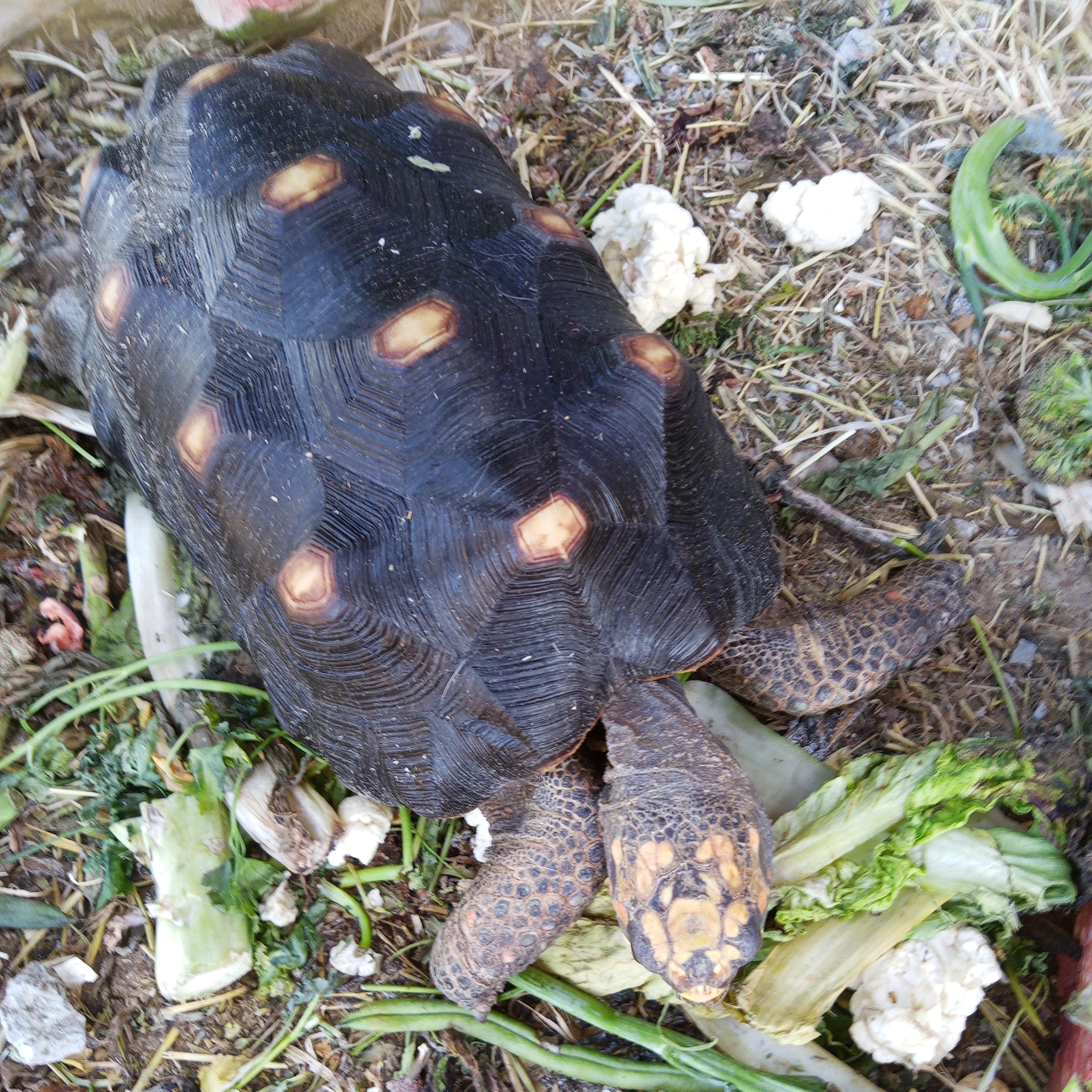 Althea, an adoptable Red Foot in Modesto, CA image 2/2