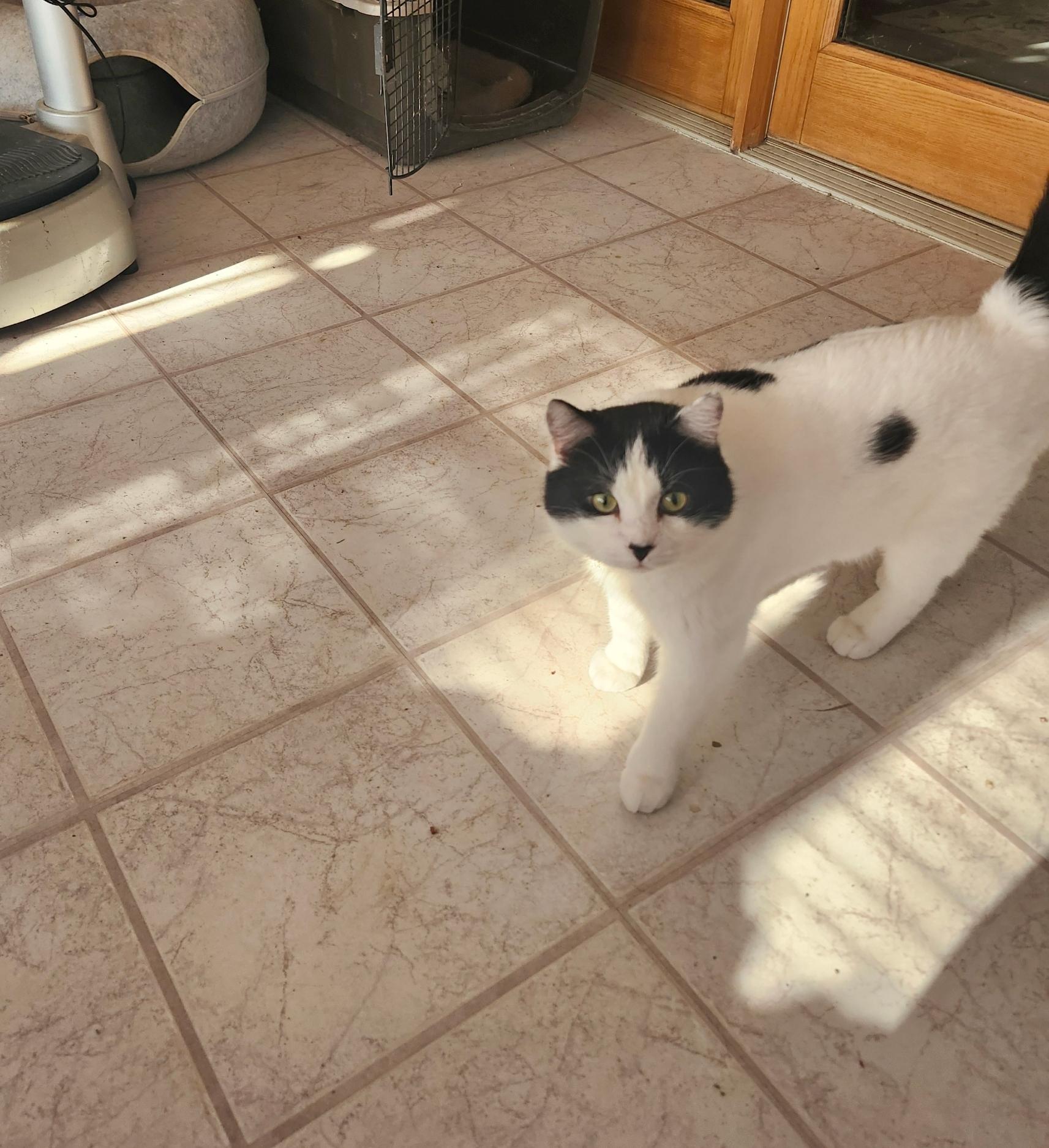 Patch, a ADOPTABLE Domestic Short Hair in Fairview Heights, IL image 3/6