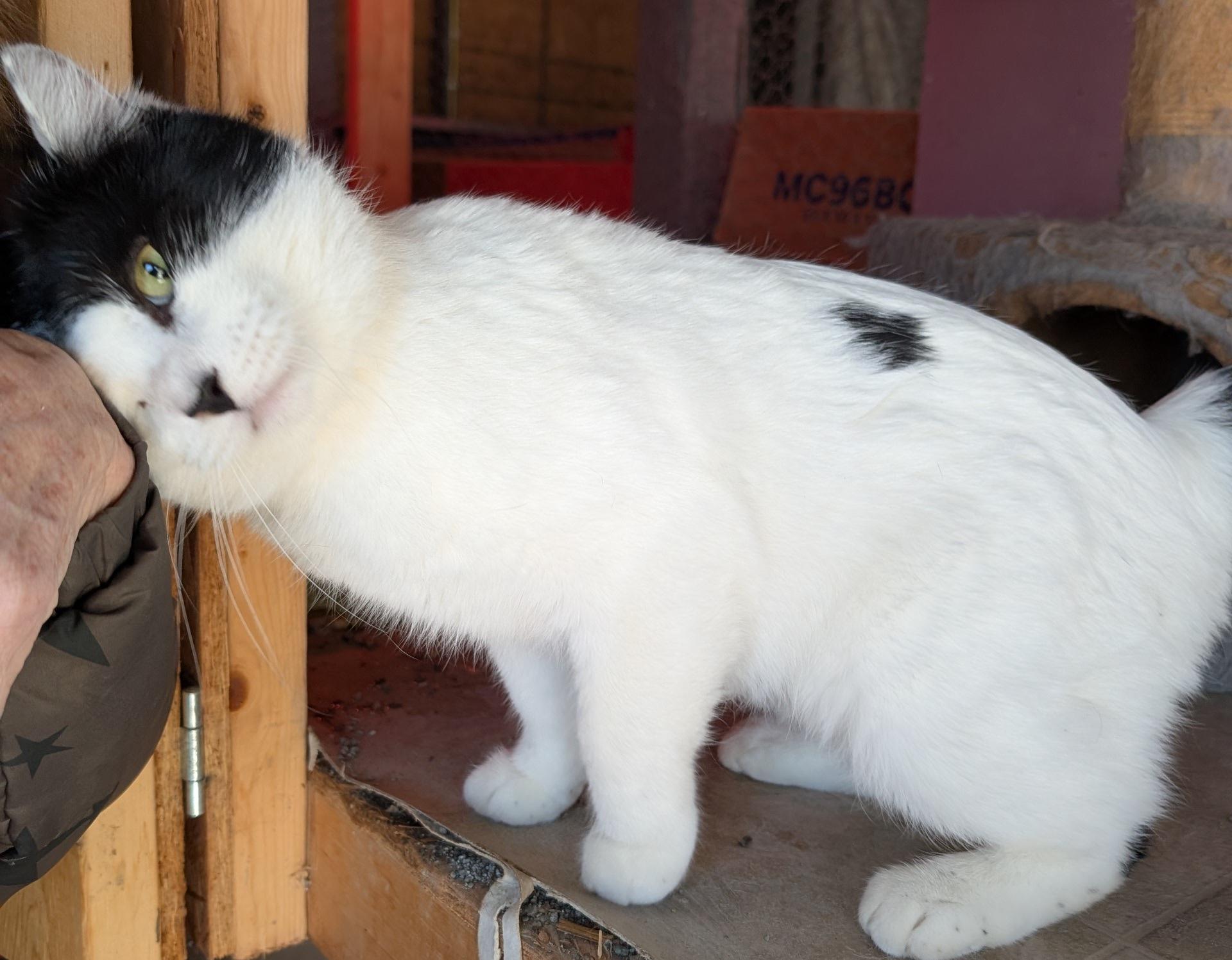 Patch, a ADOPTABLE Domestic Short Hair in Fairview Heights, IL image 4/6