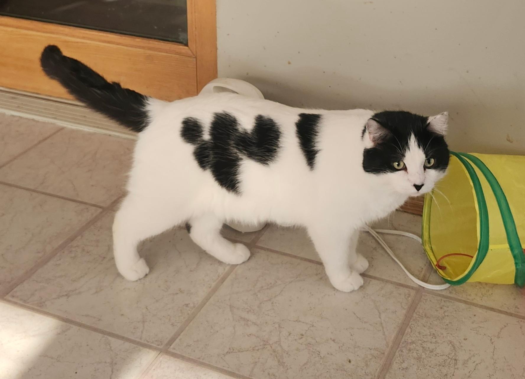 Patch, a ADOPTABLE Domestic Short Hair in Fairview Heights, IL image 6/6